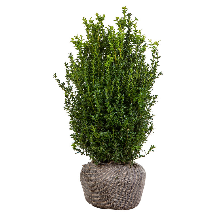 Box 50-60cm hedging plants