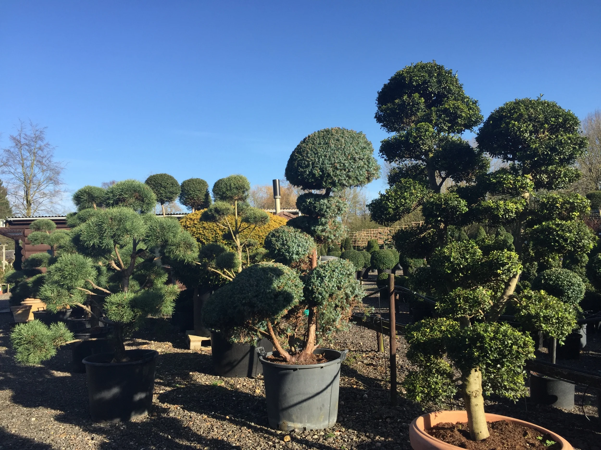 Juniper cloud, Japanese holly cloud and Pine cloud trees