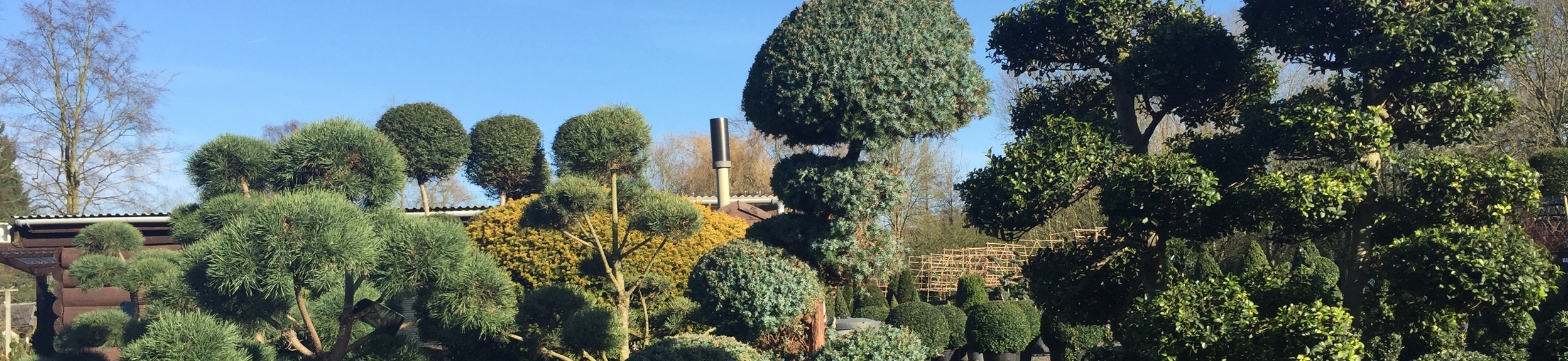 Topiary Clouds