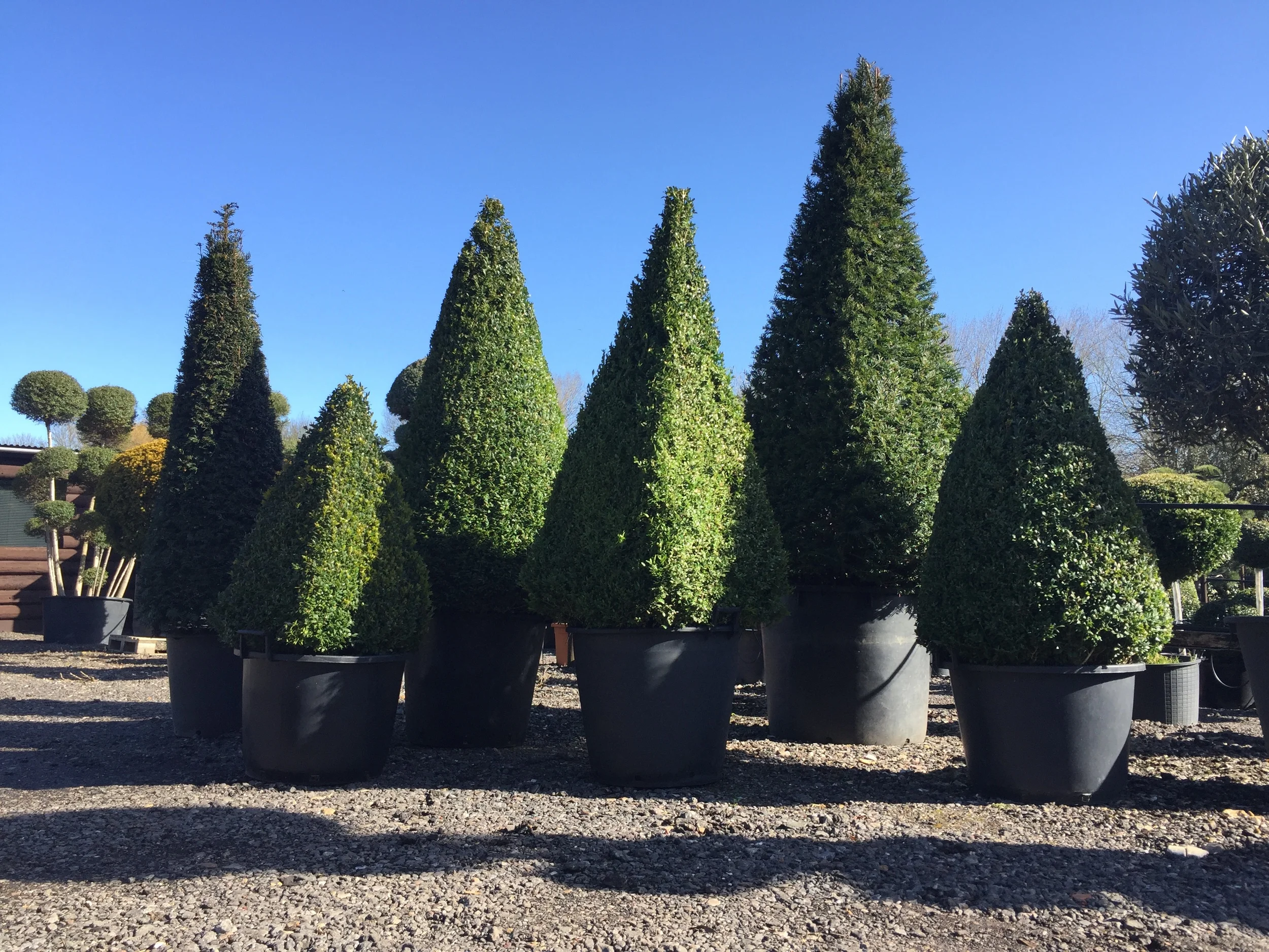 Topiary Cones & Topiary Pyramids — Crown Topiary, Topiary Trees, UK, London