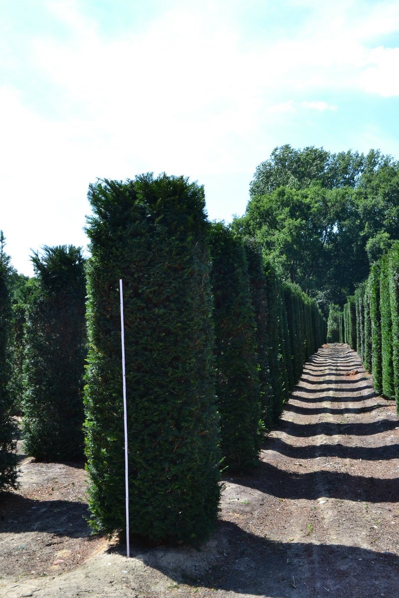 Yew hedging columns