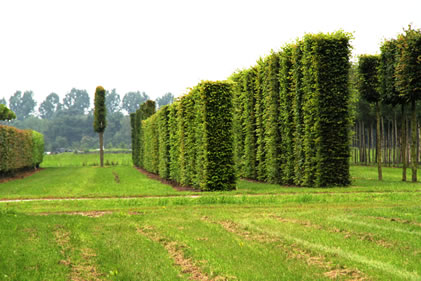 Hornbeam hedging columns