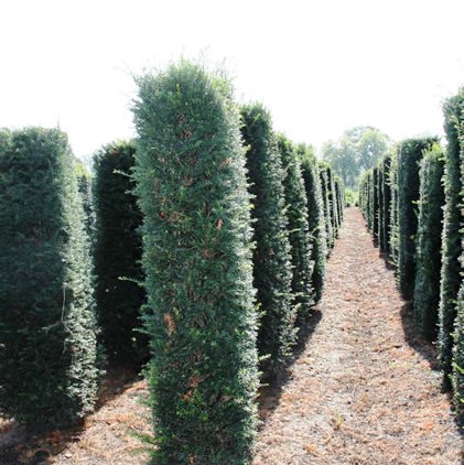 Yew hedging column