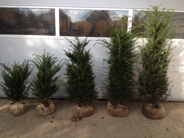 Yew hedging plant sizes