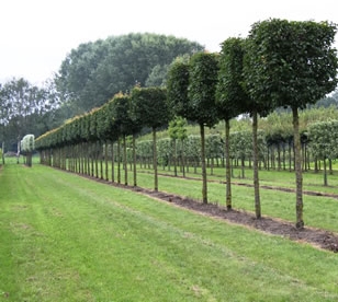 Hornbeam boxhead trees