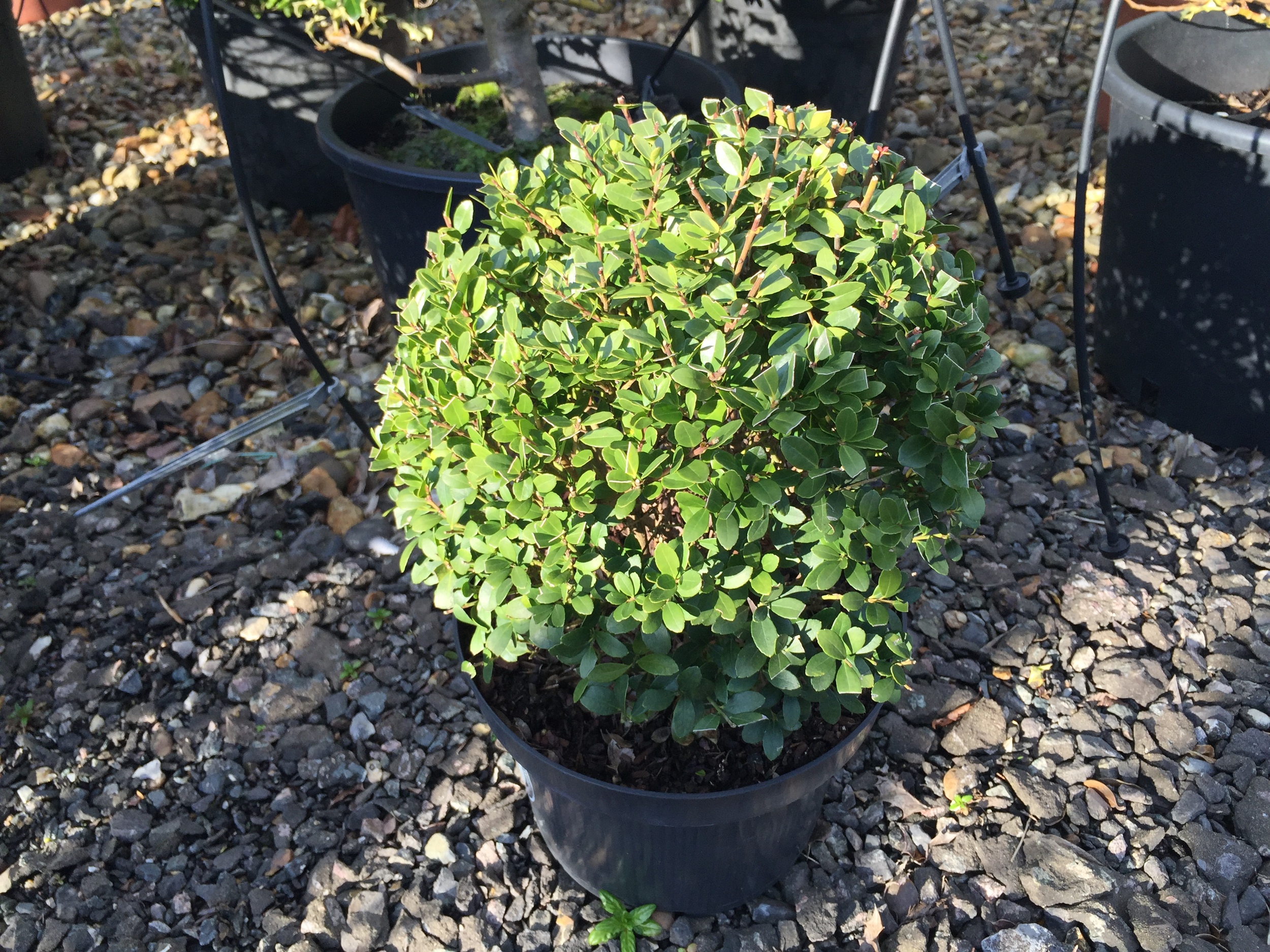 Ilex crenata ball 'Dark Green'