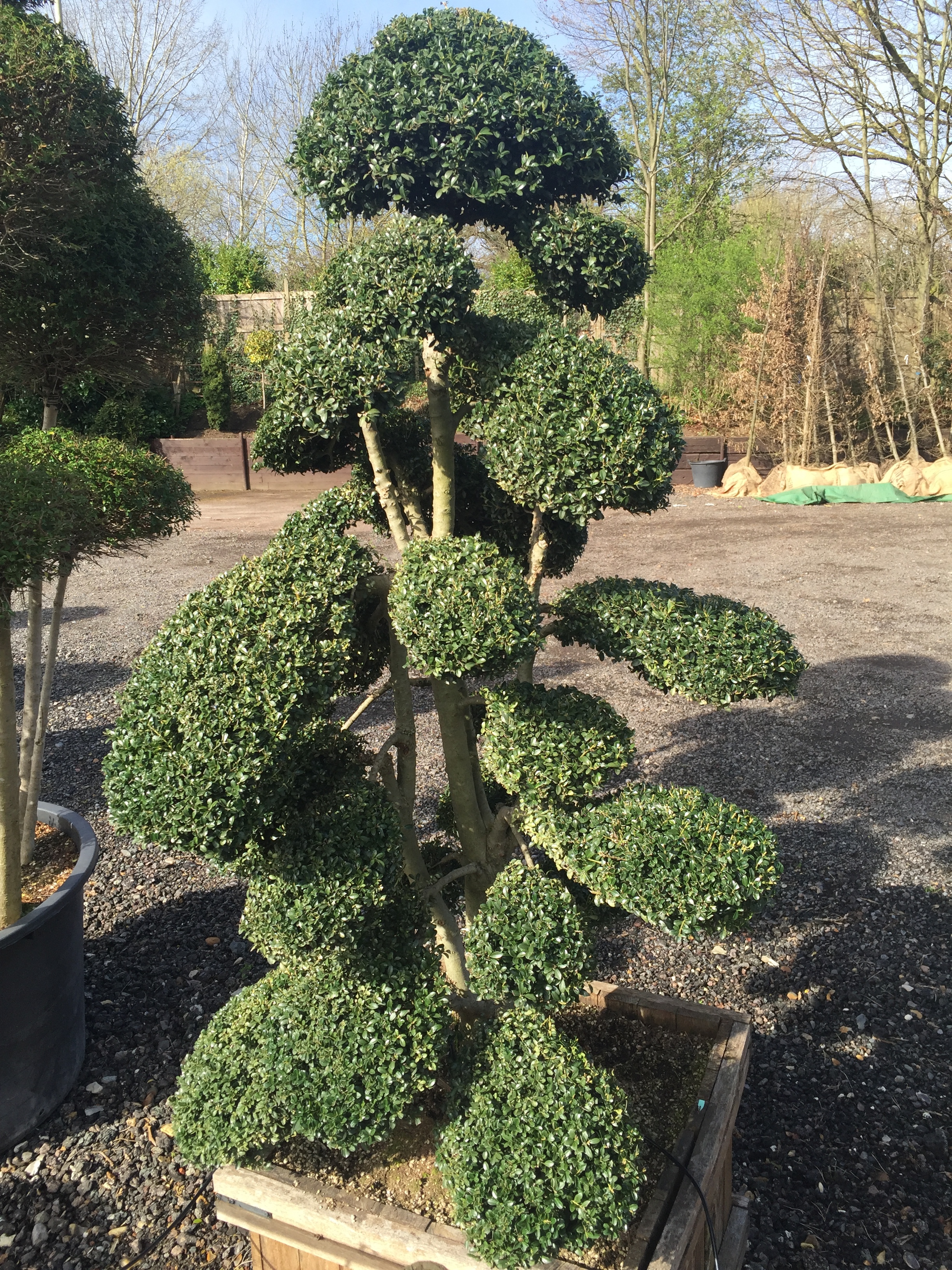 Japanese holly cloud