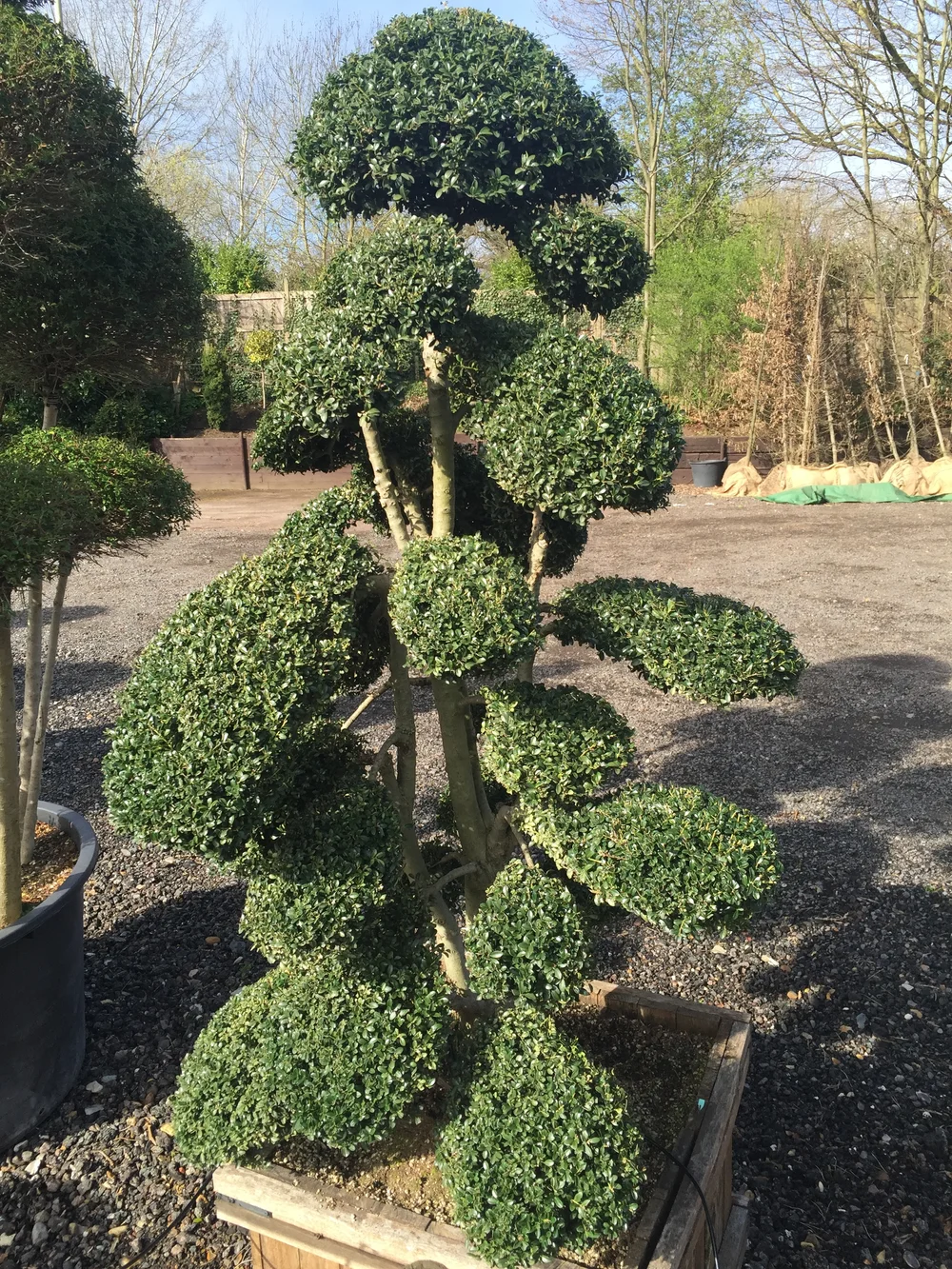 Some Of My Favourite Plants Crown Topiary Topiary Trees Uk London