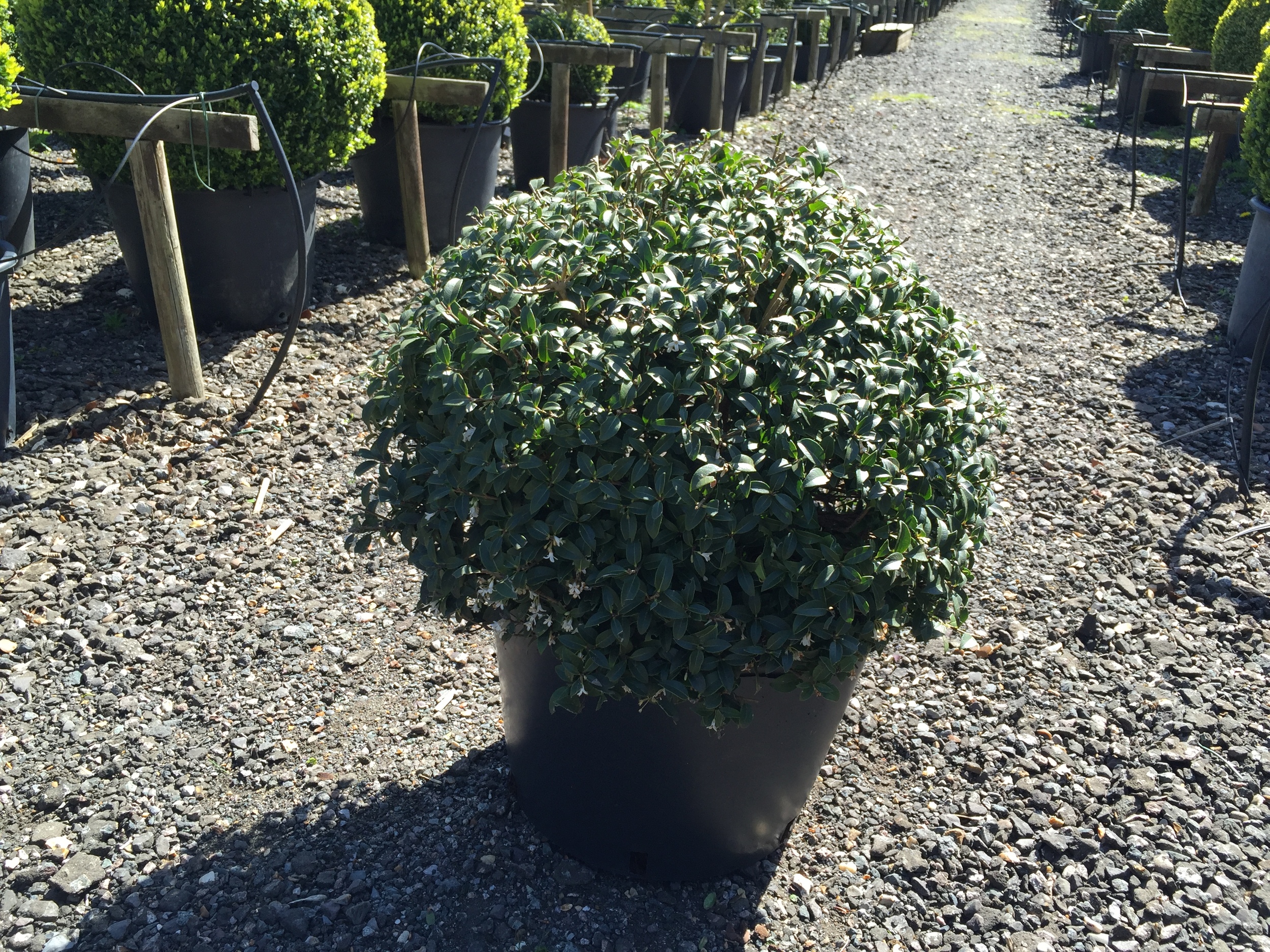 Osmanthus ball