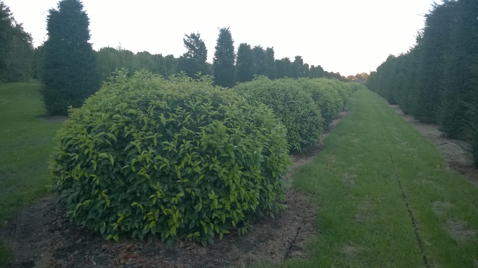 Portuguese laurel Ball