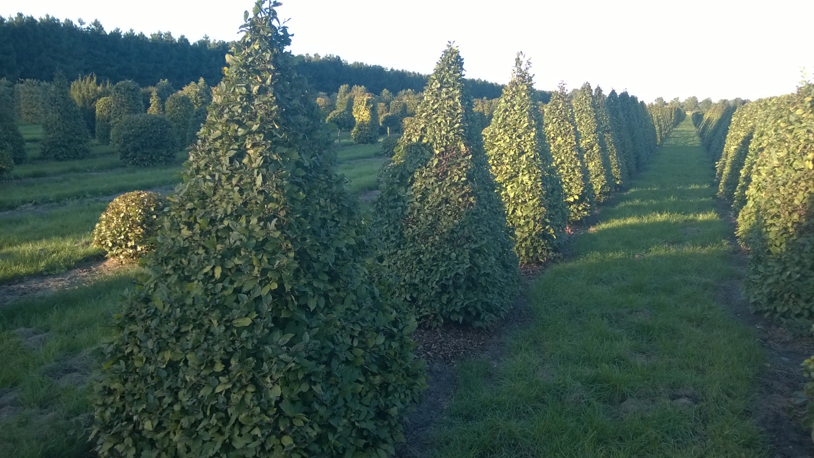 Hornbeam pyramids