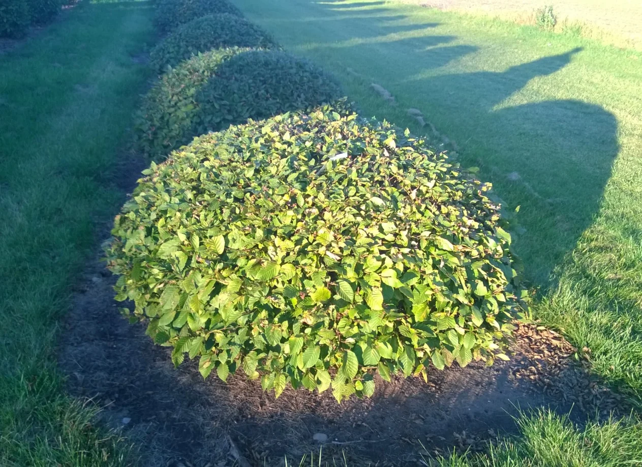 Hornbeam dome