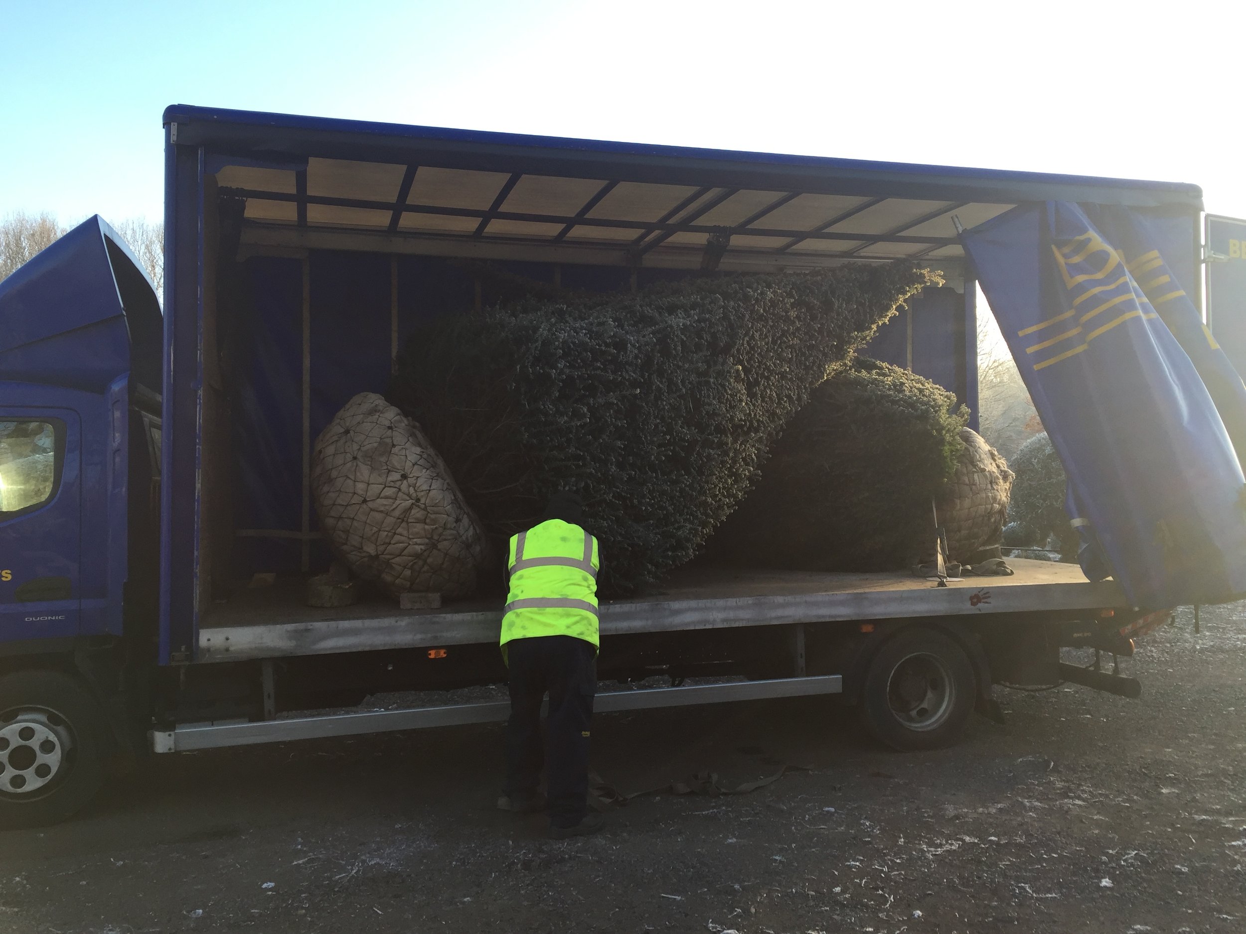 Large Yew pyramids