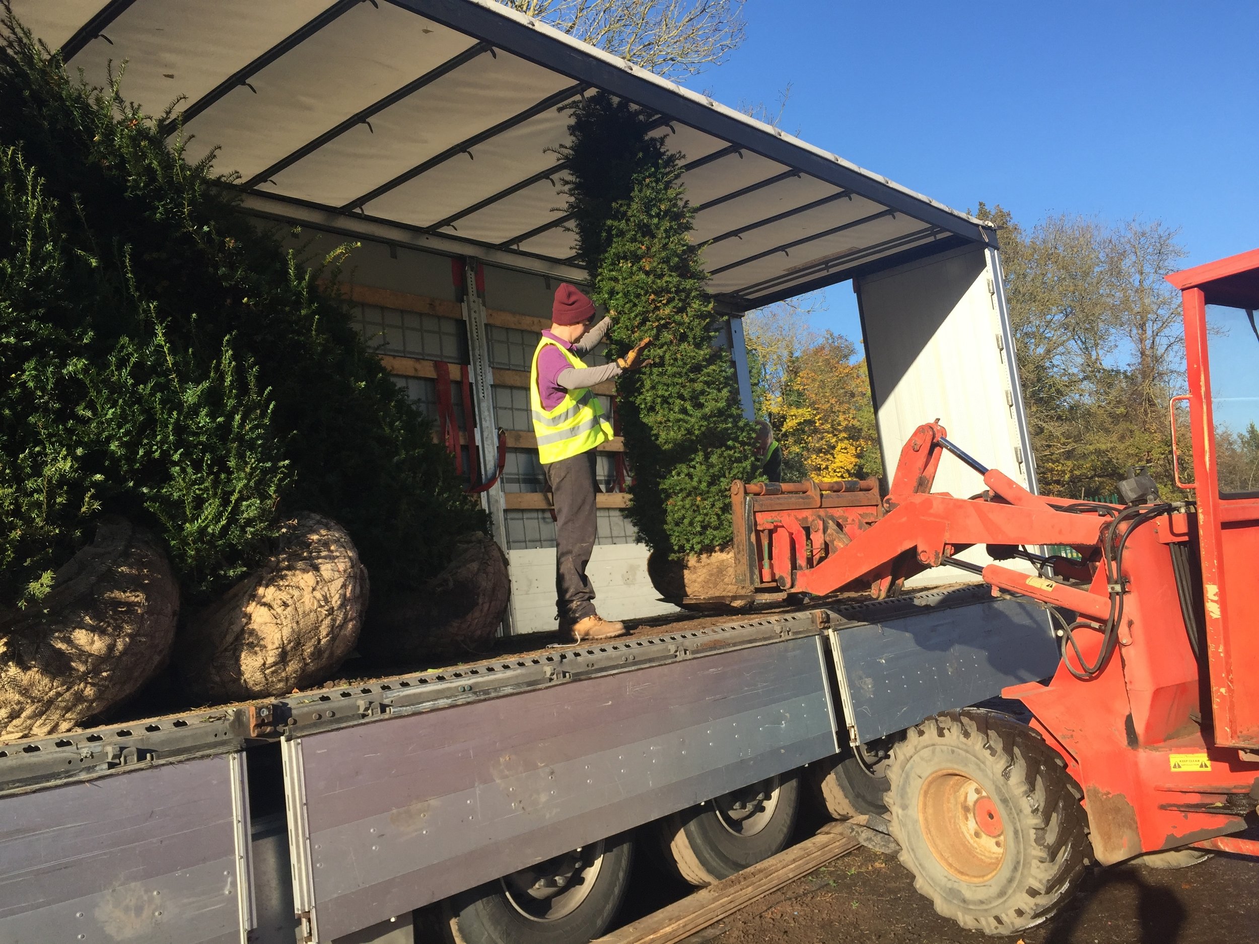 Loading a lorry with Yew hedging