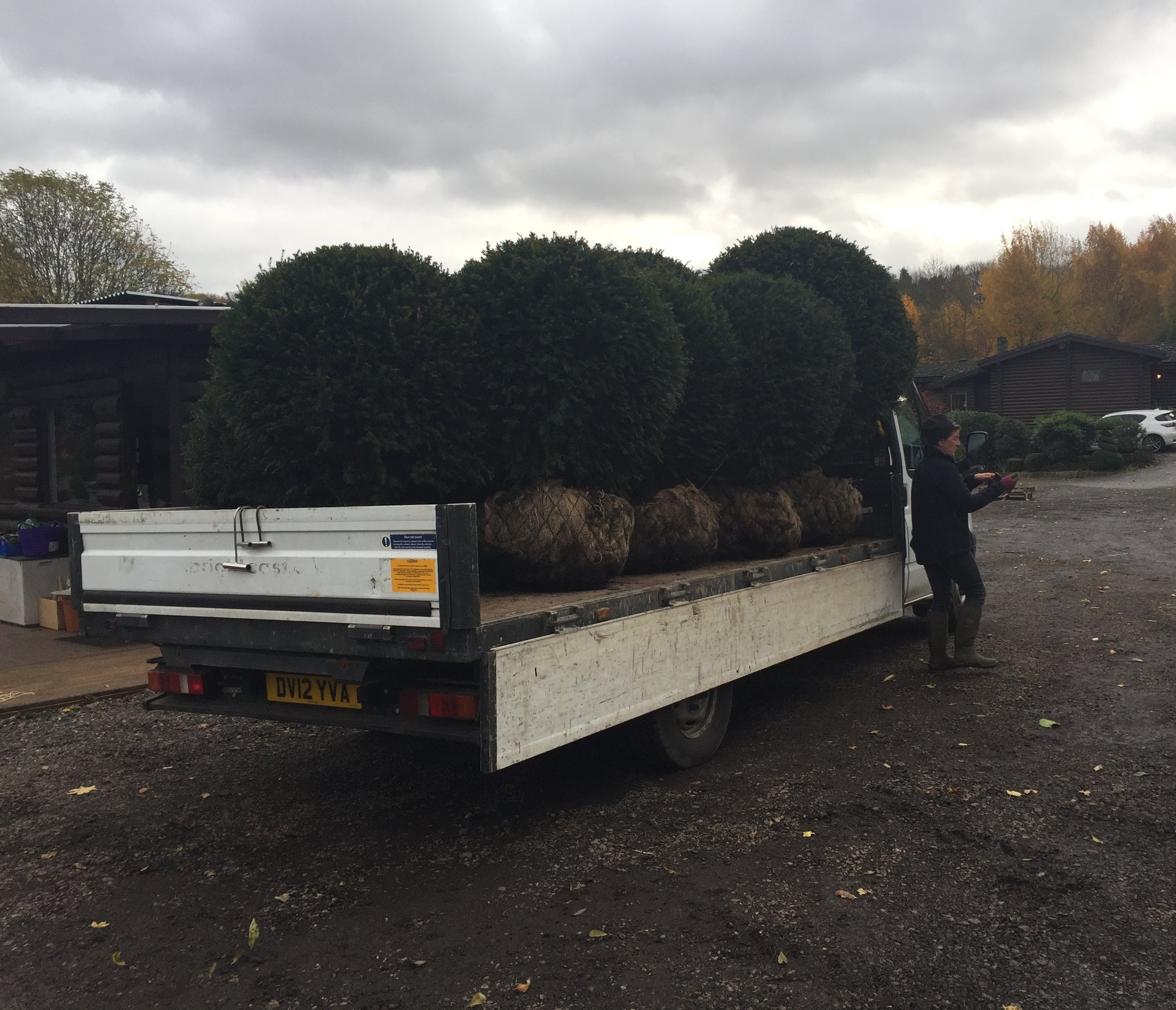 Yew balls on a flat bed lorry