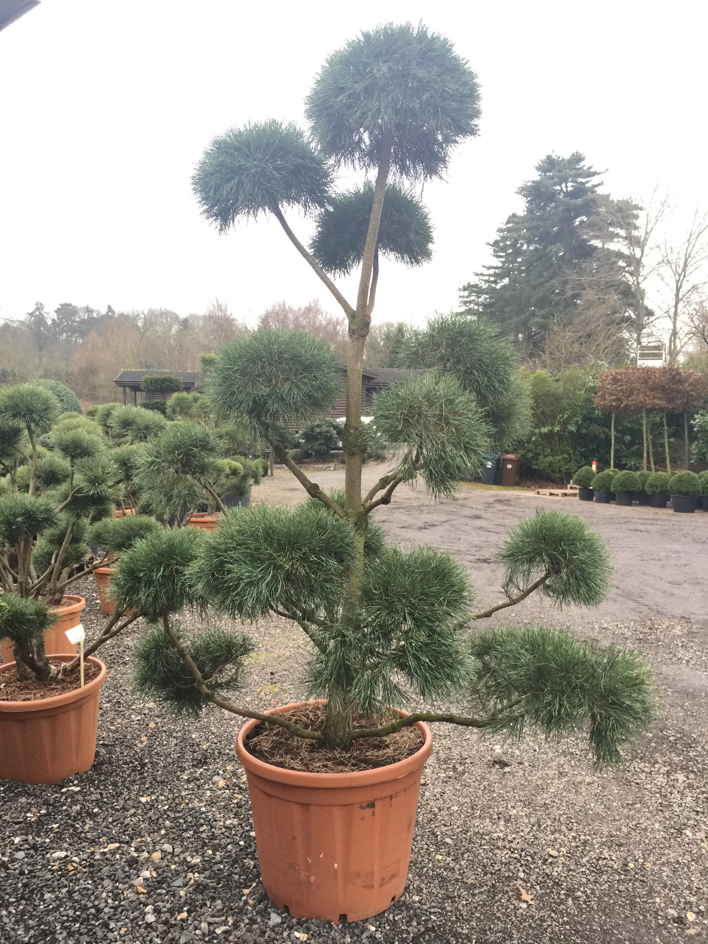 Large Pine cloud