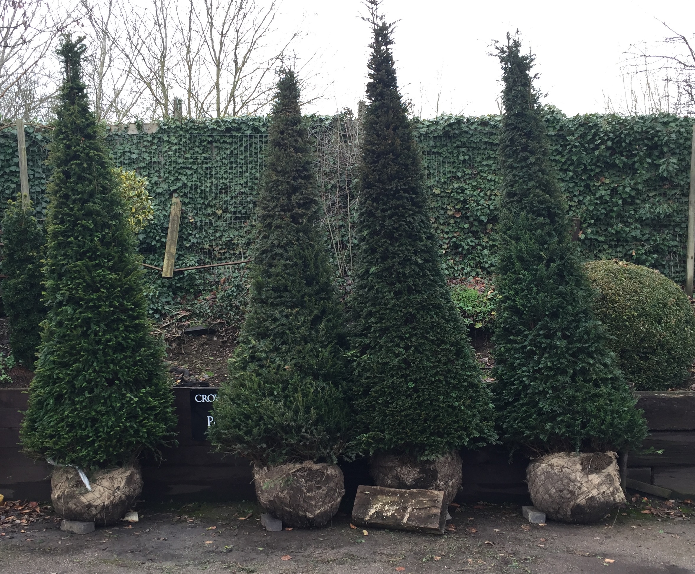Yew cones