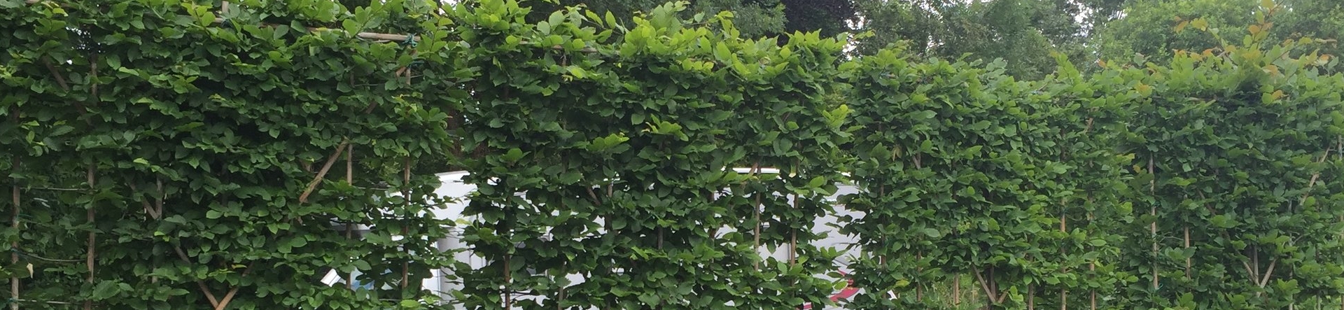 Hornbeam hedging screens at Crown Topiary