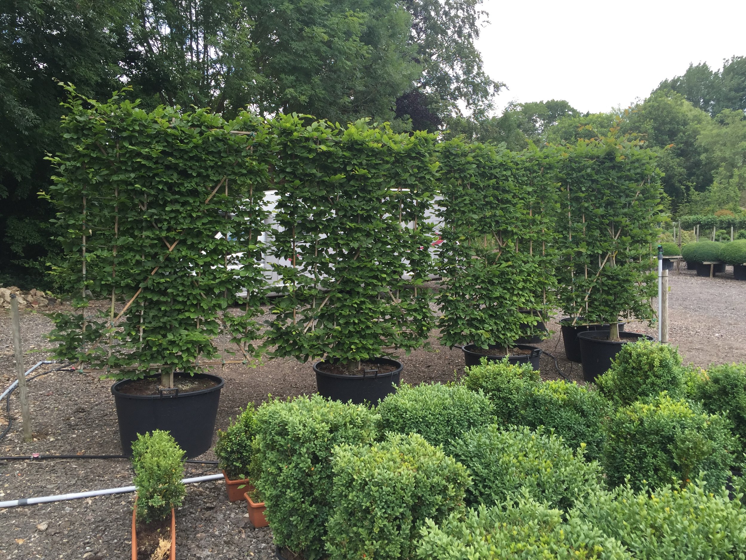 Hornbeam panels