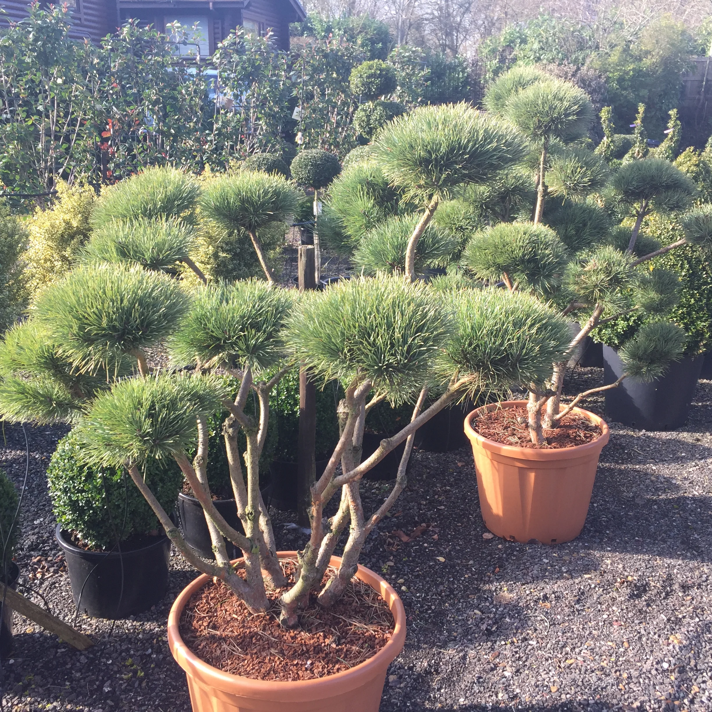 Pine cloud
