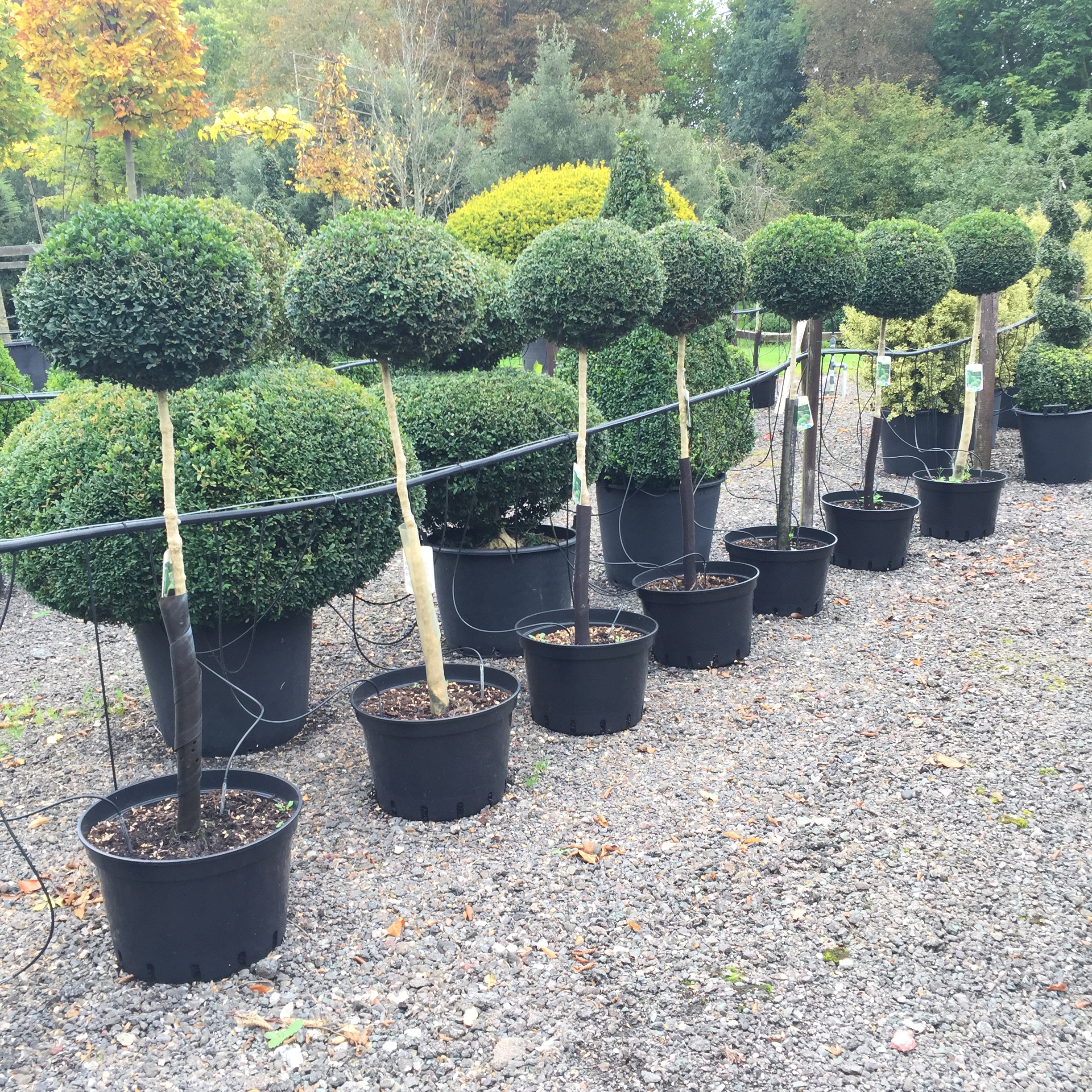 Buxus sempervirens