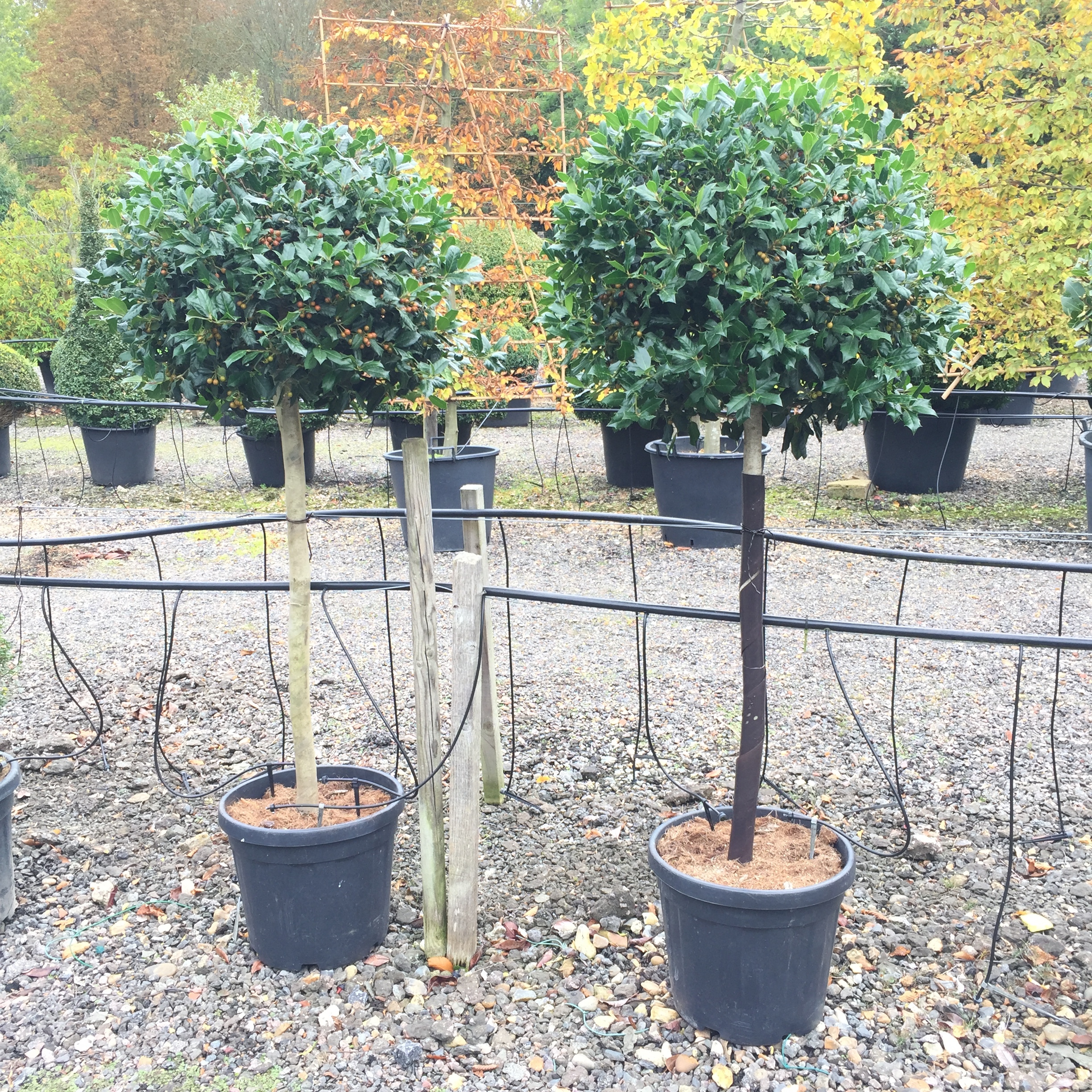 Ilex  'Nellie R Stevens'