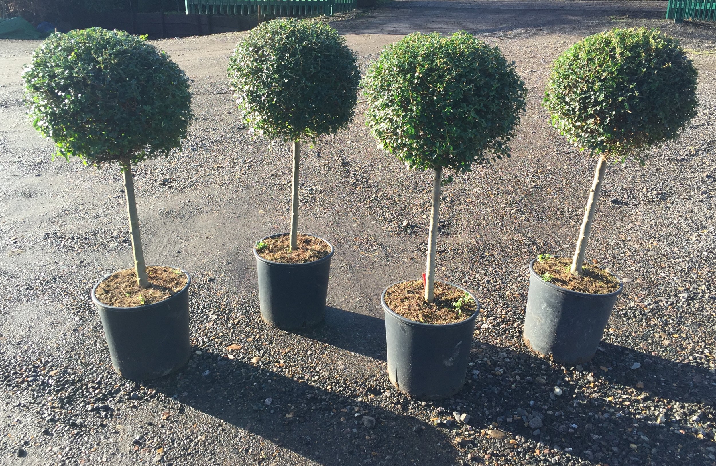 Privet mini standards