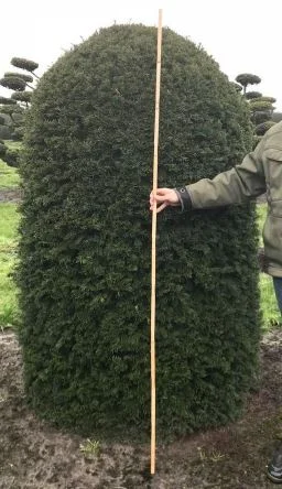 Yew beehive