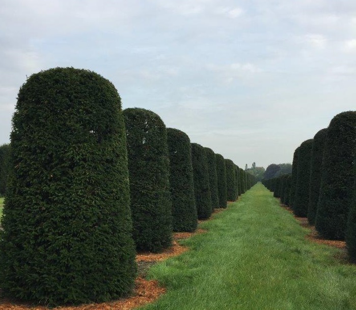 Large Yew beehives