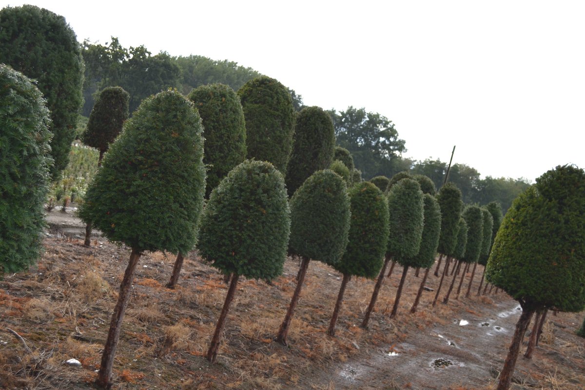 Yew beehives on a stem