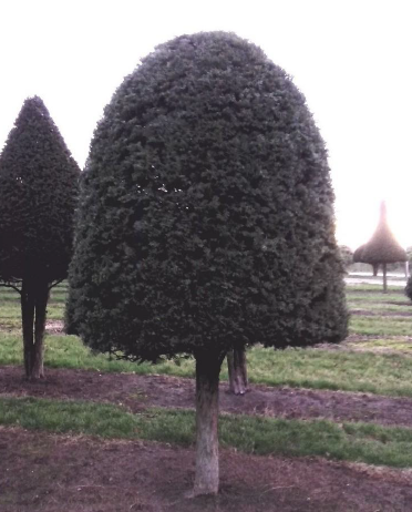 Large Yew Beehive on a stem