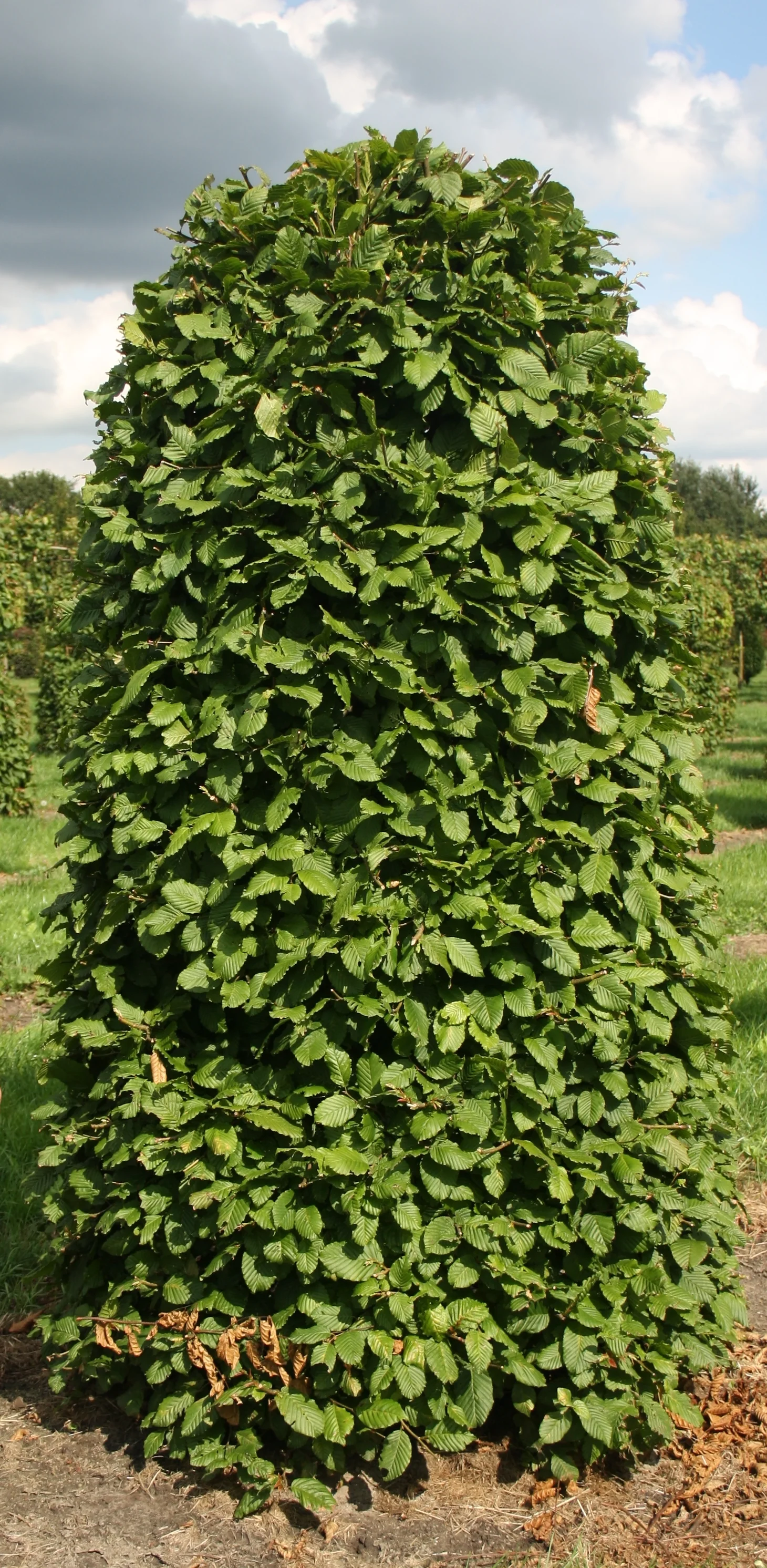 Hornbeam beehive