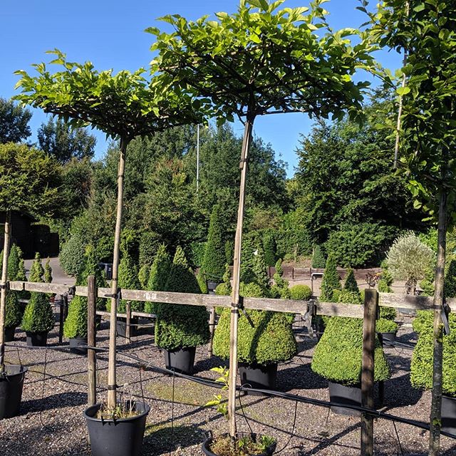 Parasol trees, morus alba