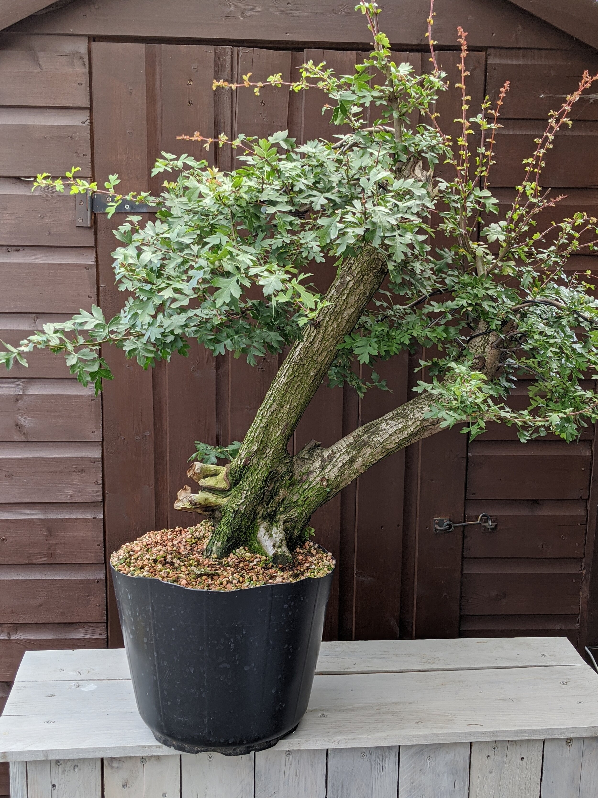 bonsai — Crown Topiary, Topiary Trees, UK, London