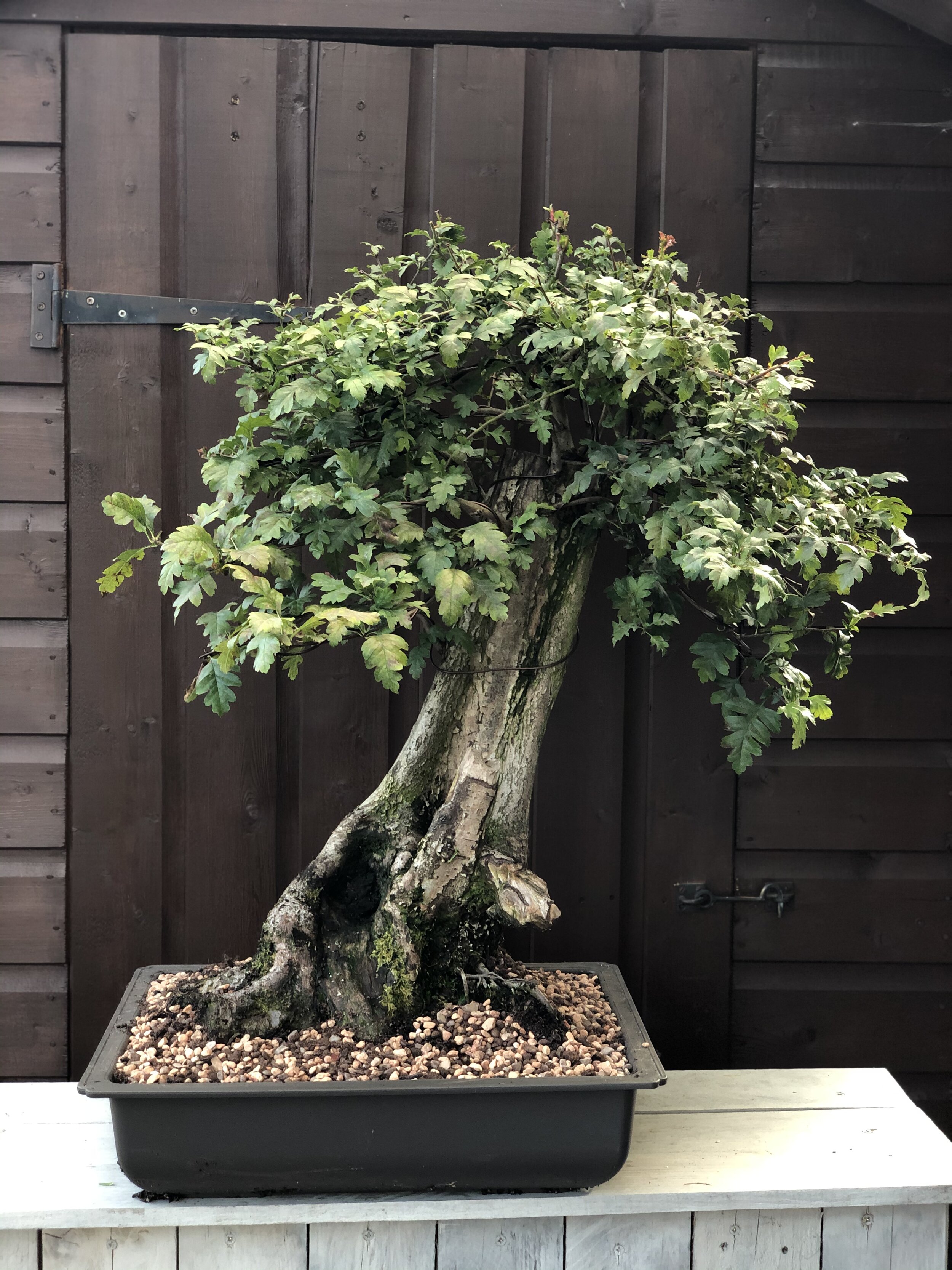 Bonsai — Crown Topiary, Topiary Trees, UK, London