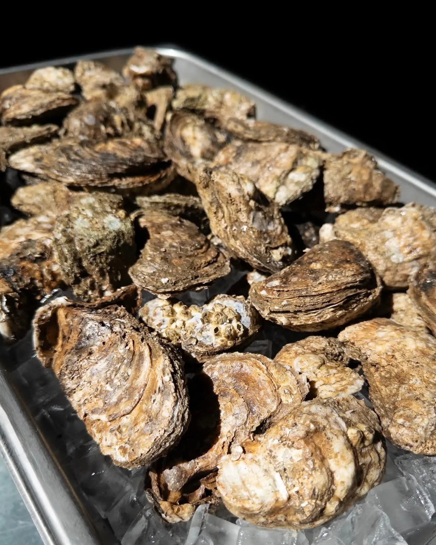 Fresh Wellfleet and Blue Point oysters have arrived for our Oyster Party tomorrow, March 14!

Starting at 10am, we will be running oyster food specials inside including:
🦪Buffalo Fried Oysters
🦪Oyster Corn Chowder
🦪Oyster Po Boy
🦪Oyster Mushroom 