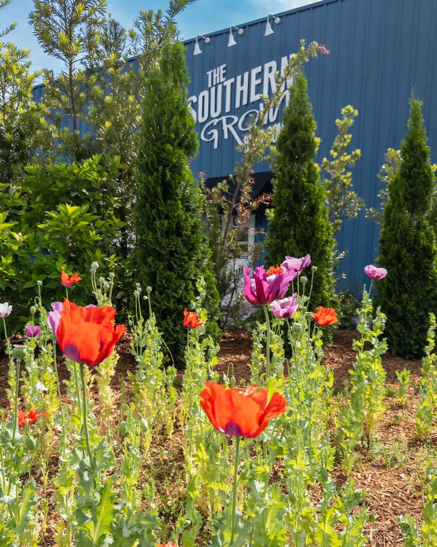 Join us for Mother's Day Brunch on Sunday, with a free mini cookie for moms while supplies last. Doors open at 10am with brunch running until 2pm. No reservations needed!
And don't forget tomorrow is Bluegrass Brunch featuring live music from Taylor 