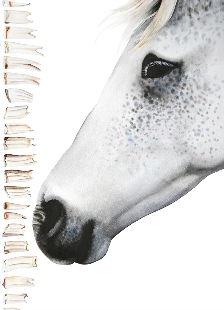 White Horse Diptych (Detail)