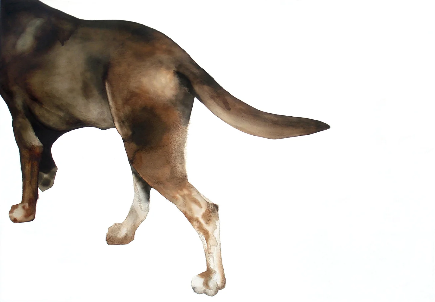 Brown Dog #3