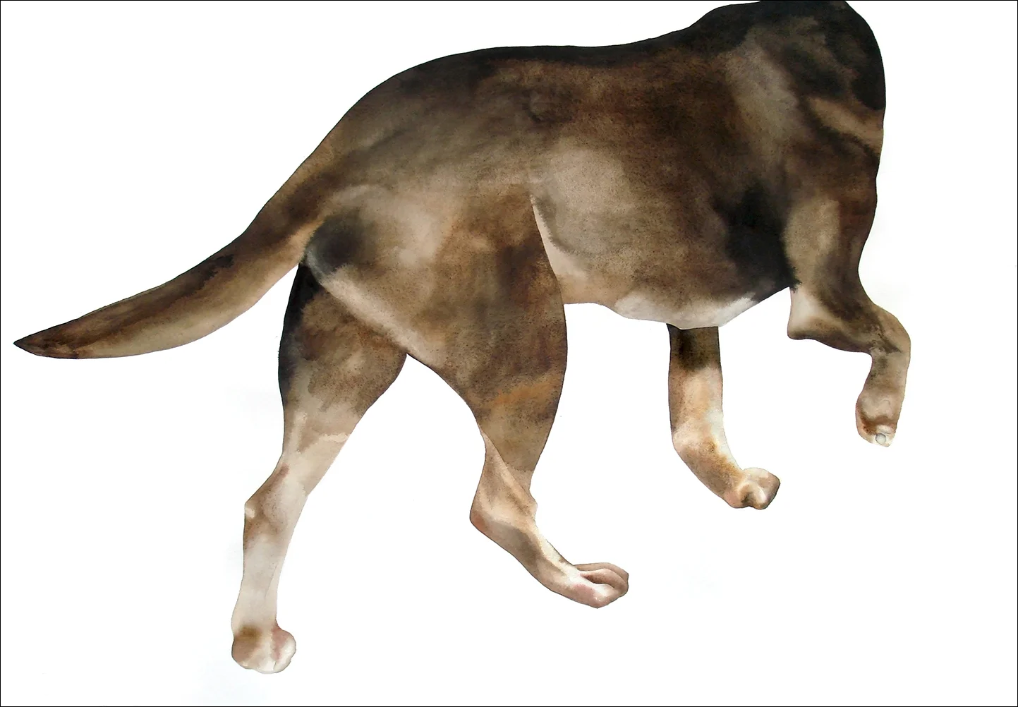 Brown Dog #2