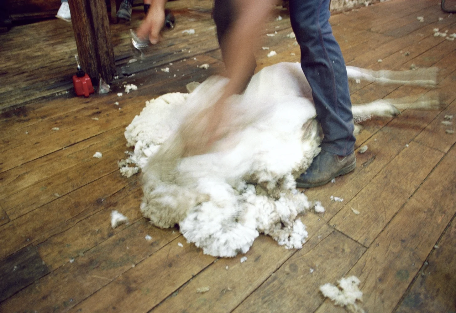 SheepSheering.jpg