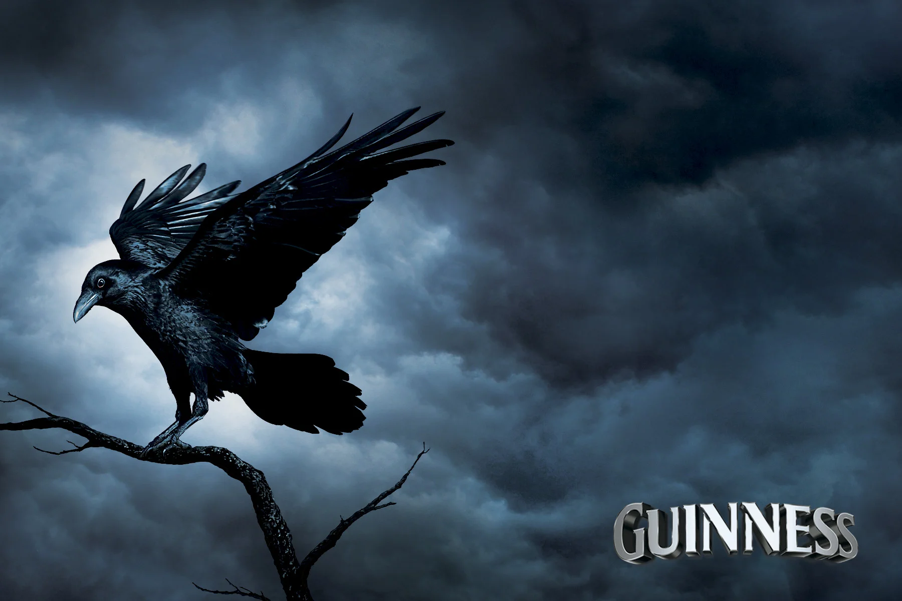 09_guinness_raven.jpg