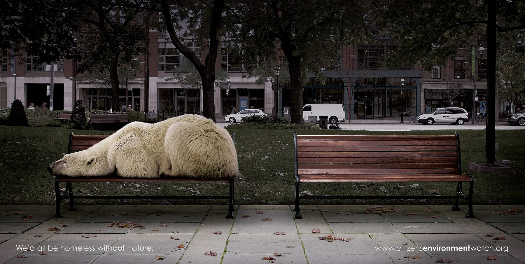 08_Envirowatch_PolarBear.jpg