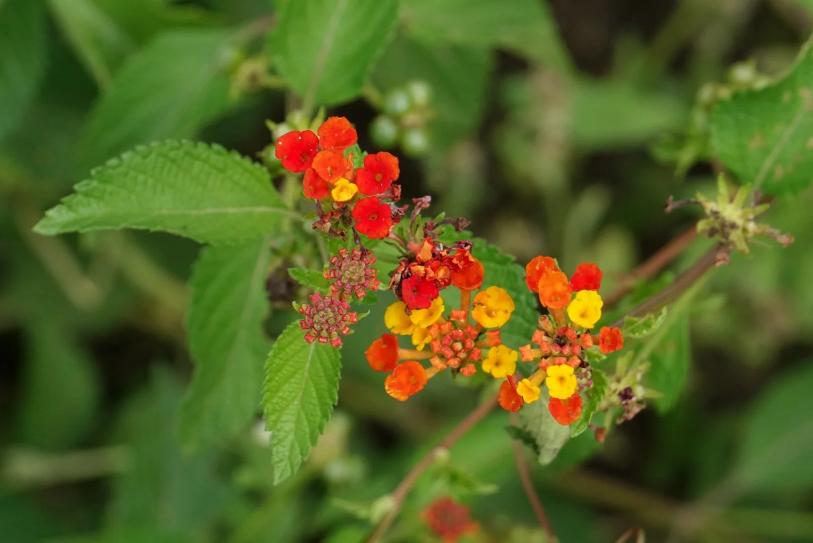 Texas Lantana
