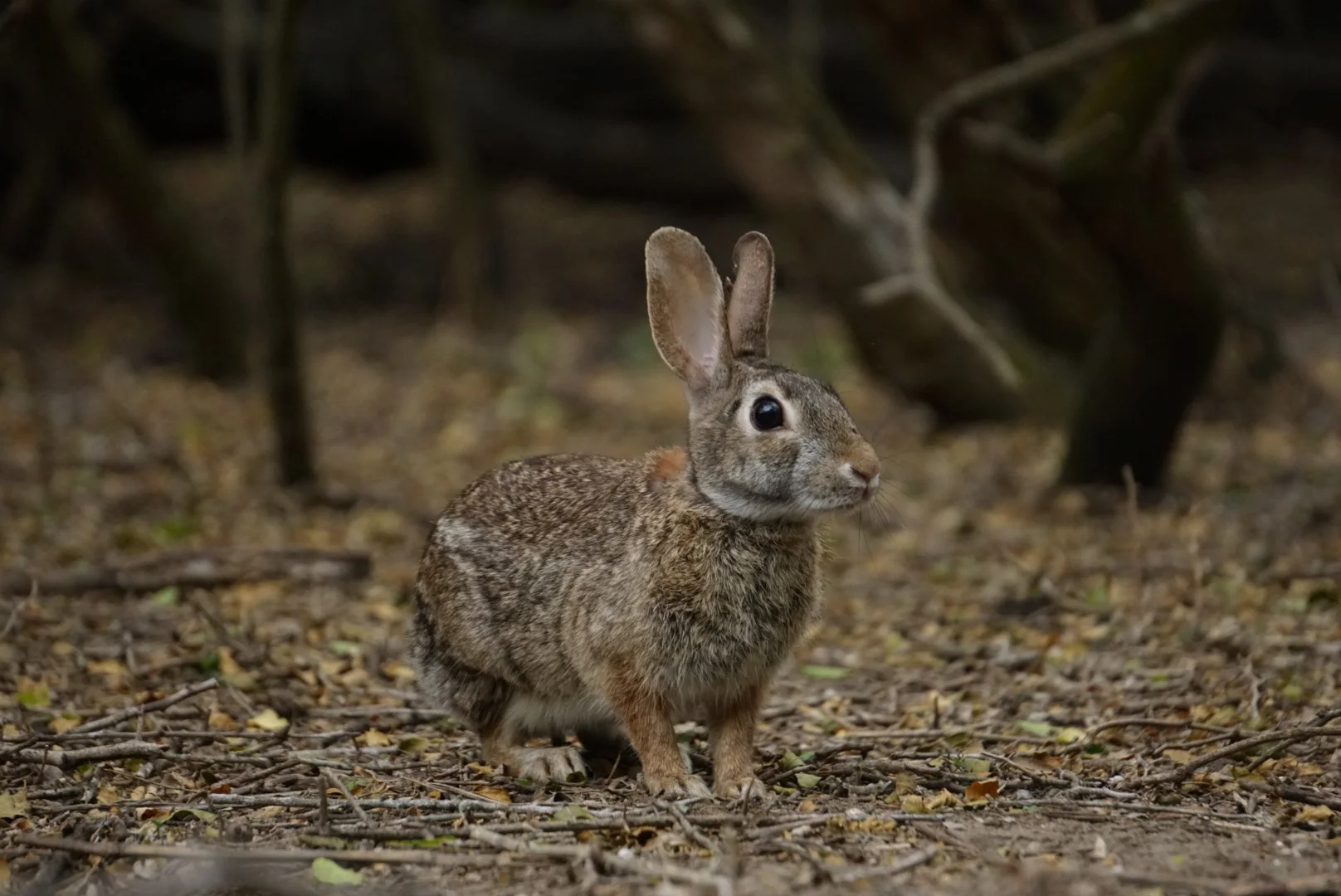 Eastern Cottontail