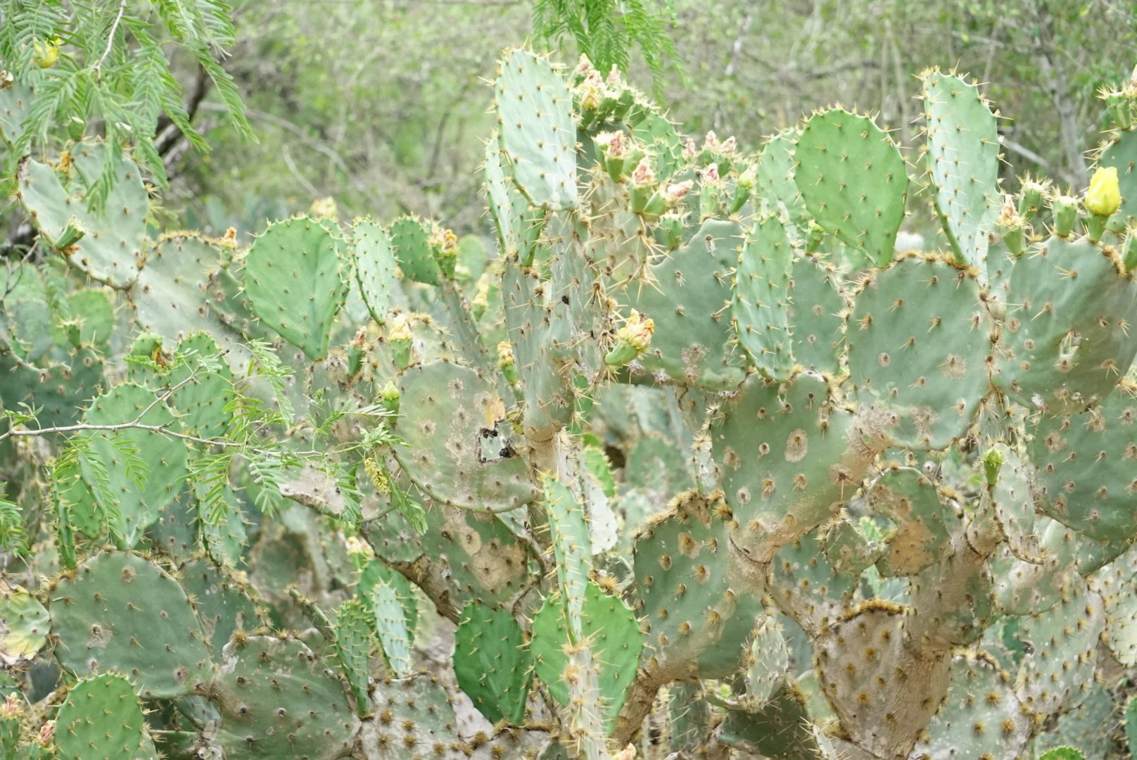 Prickley Pear