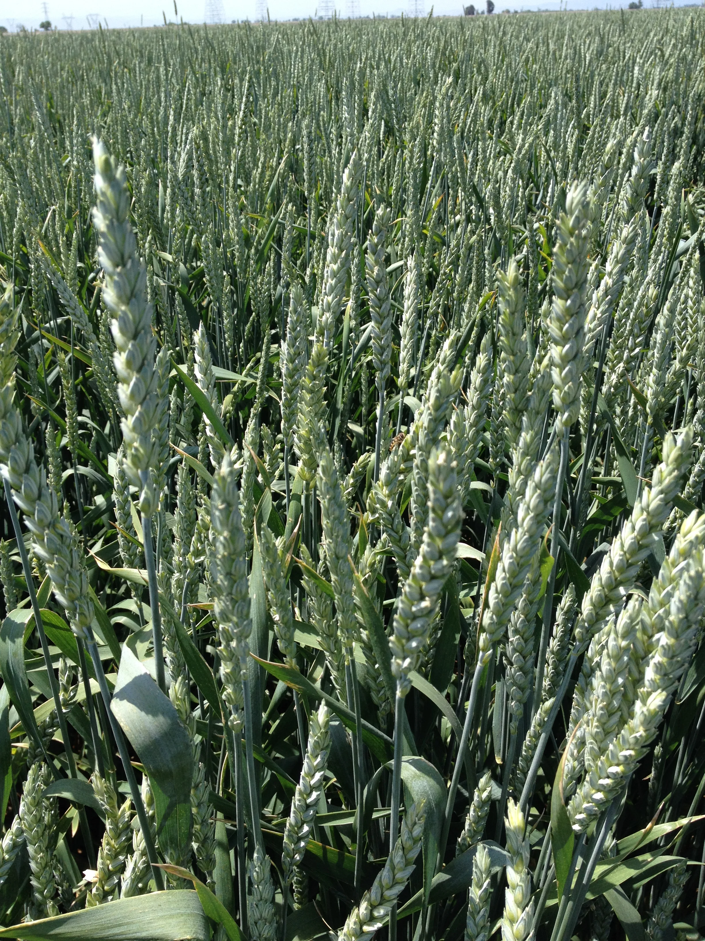 New Dirkwin Wheat (PVP)