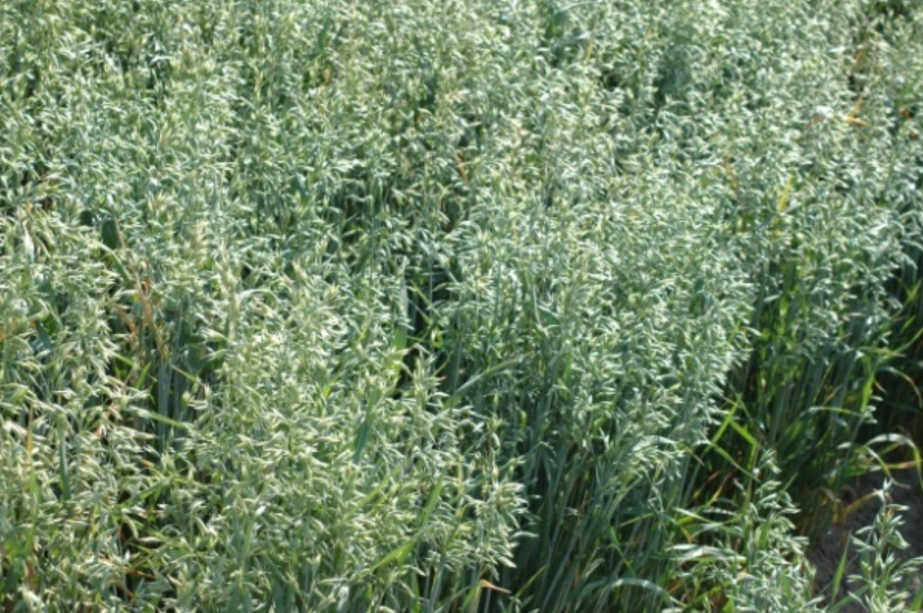 UC 148 Oats (PVP)