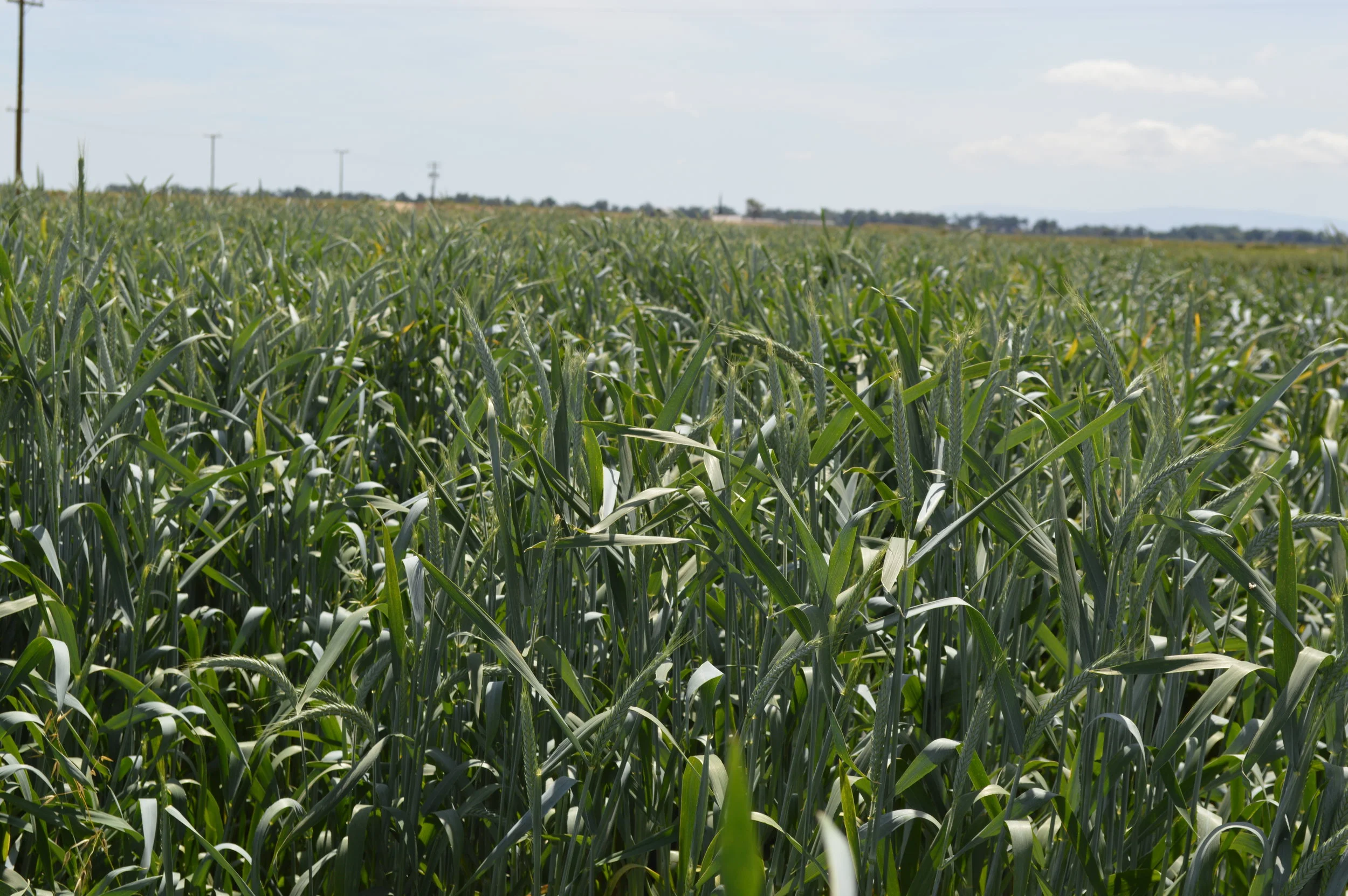 900 Forage Mix