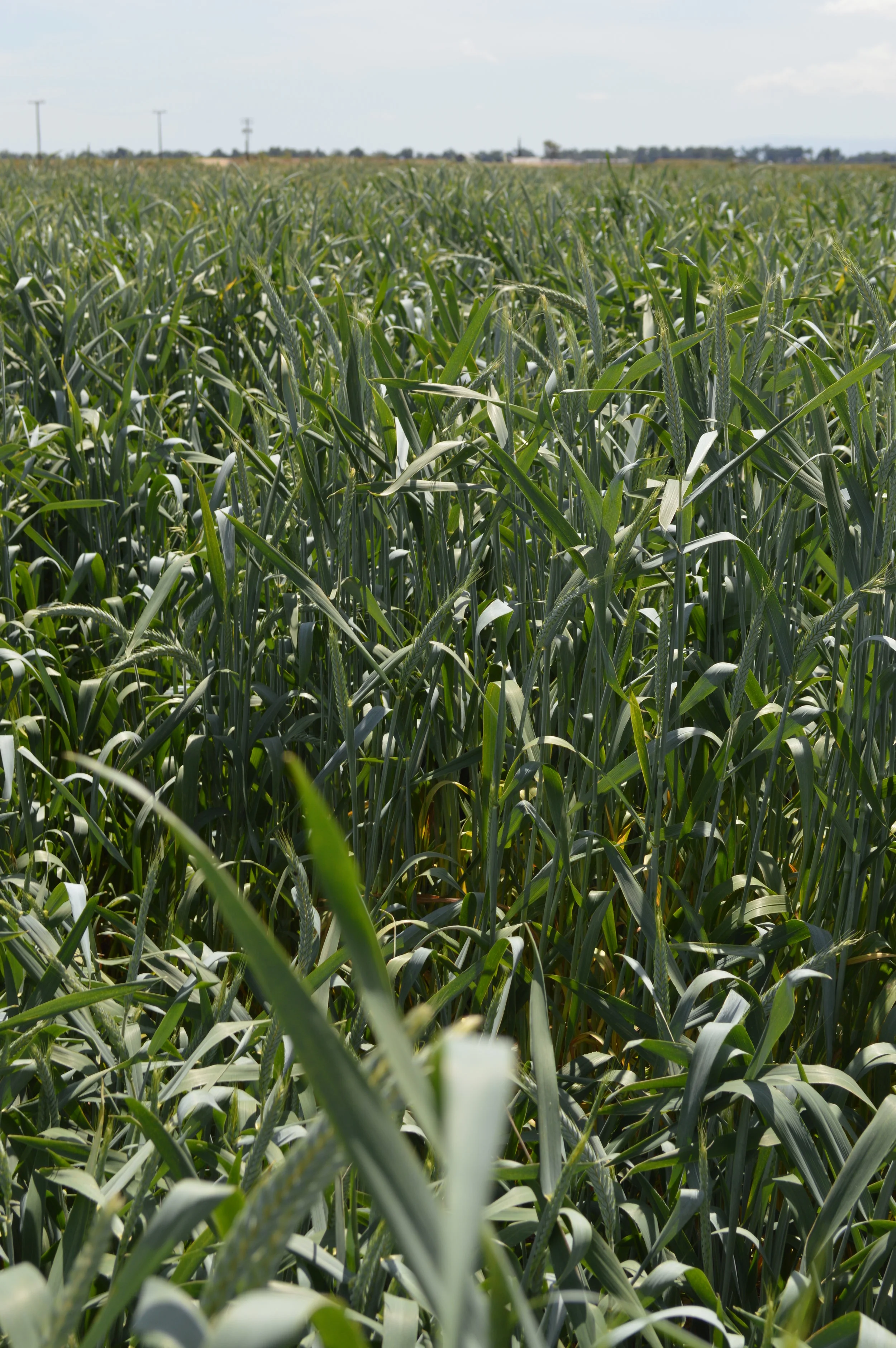 BlueBale Supreme w/ Rye